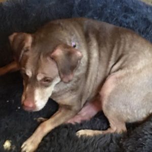 Meet your Posher, Lisa